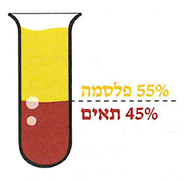 (בספר תרשים:) 55 אחוז פלסמה, 45 אחוז תאים